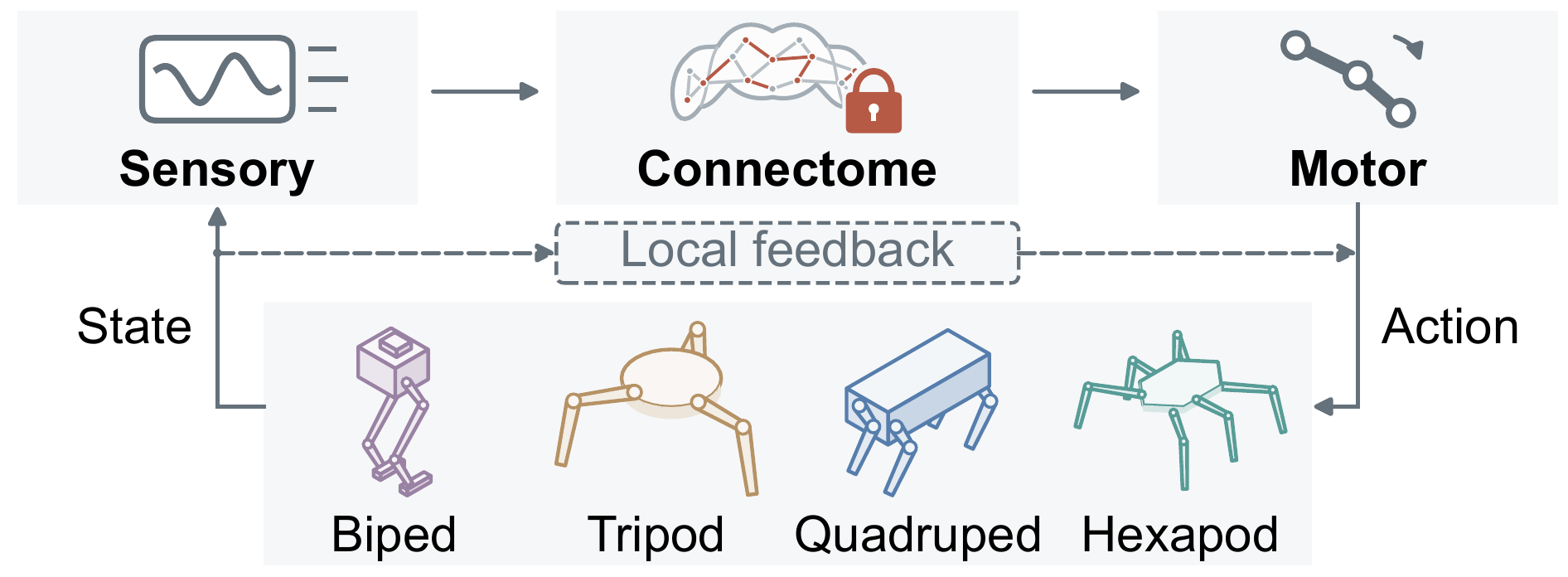 Original Figure 6b: a learned sensory interface feeds the fixed connectome, followed by a motor interface. State and action close the loop through biped, tripod, quadruped and hexapod bodies, with an additional local-feedback branch.